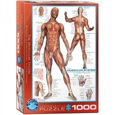 Eurographics: The Muscular System 1000 stukjes